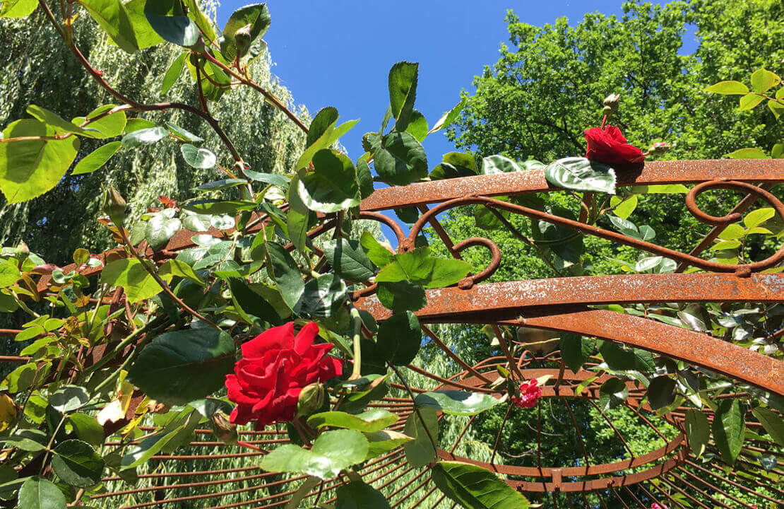 Planter des rosiers en automne